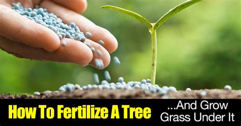 When And How To Fertilize Trees When And How To Fertilize Trees