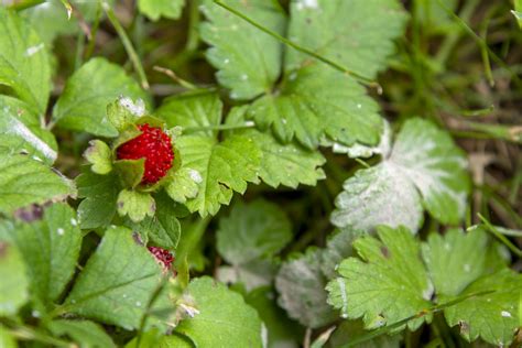 Wild Strawberries Sandy Ground Ben Hagen Flickr Wild Strawberries Sandy Ground Ben Hagen Flickr