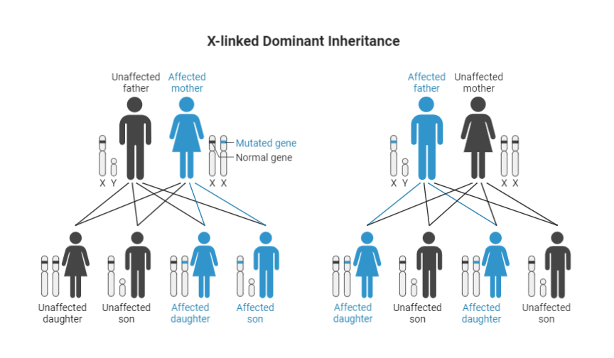 X Linked Dominant Inheritance Geeksforgeeks X Linked Dominant Inheritance Geeksforgeeks