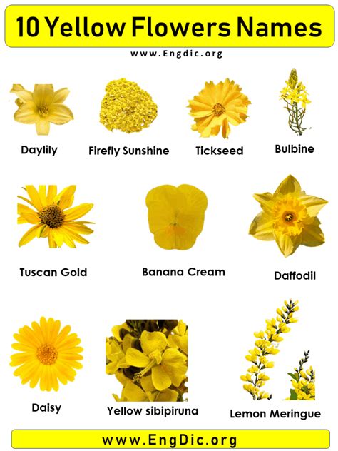 Yellow Flower Names