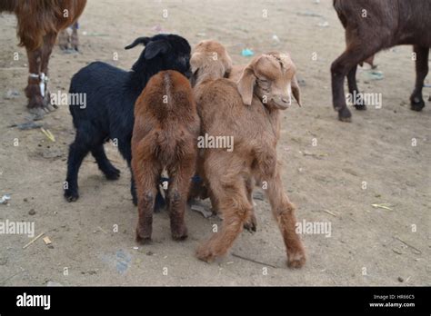 Young Offsprings Goats